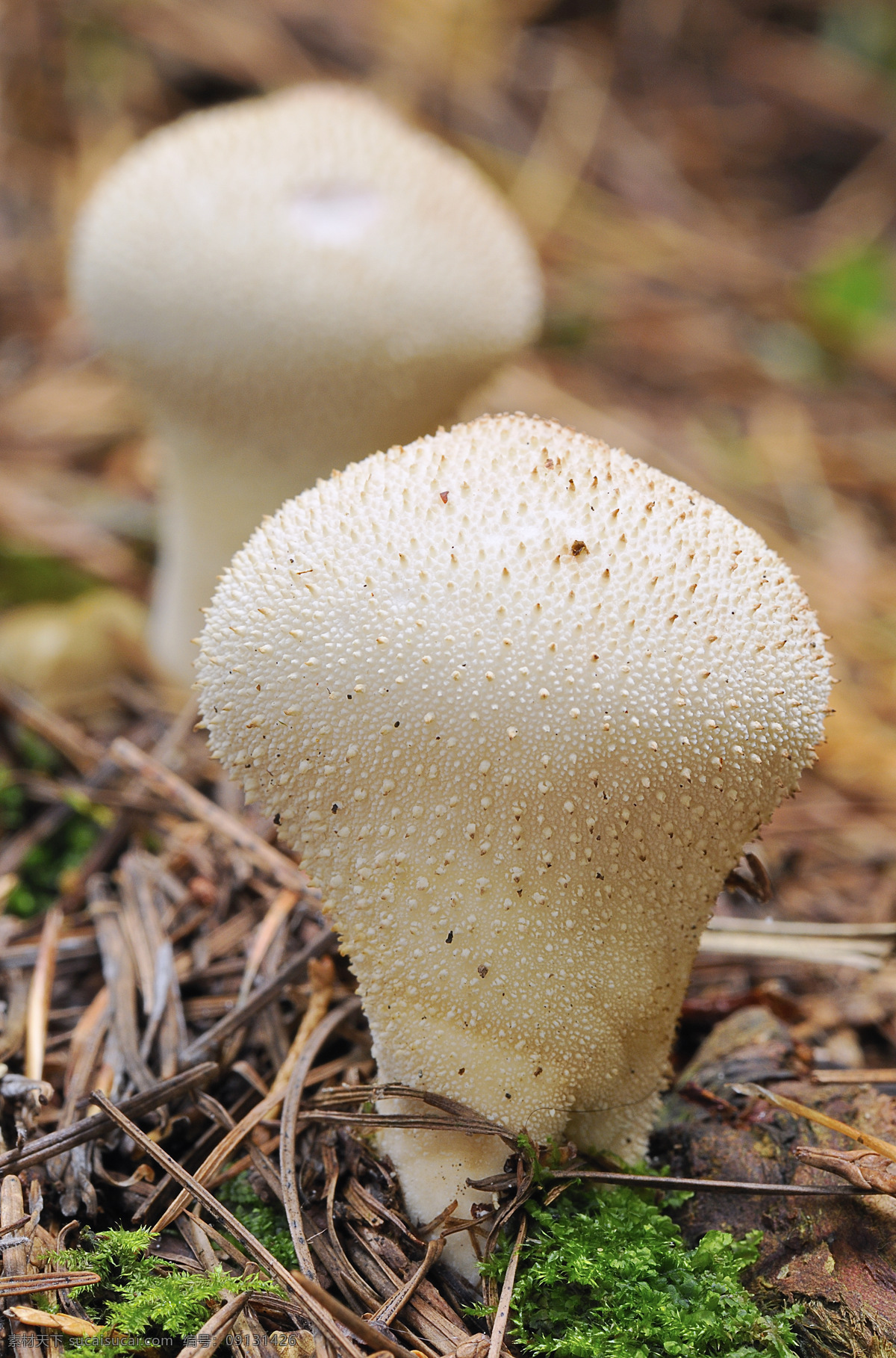 枯草 中 蘑菇 草丛 菌类 食品 蘑菇图片 餐饮美食