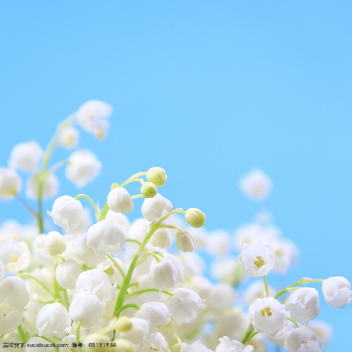 雪花 莲花 朵 雪花莲 白色小花 美丽花卉植物 美丽花朵 鲜花背景 花草树木 生物世界