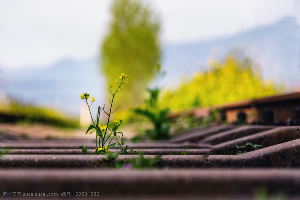 铁路 野花 生命 树 轨道 背景 风景图 自然景观 自然风景