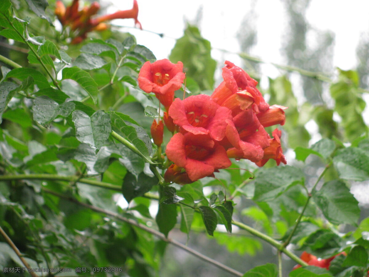 凌霄花 凌霄 紫葳 花卉 花儿 花朵 植物 花草 绿化景观 园林绿化 凌霄凌霄花 生物世界