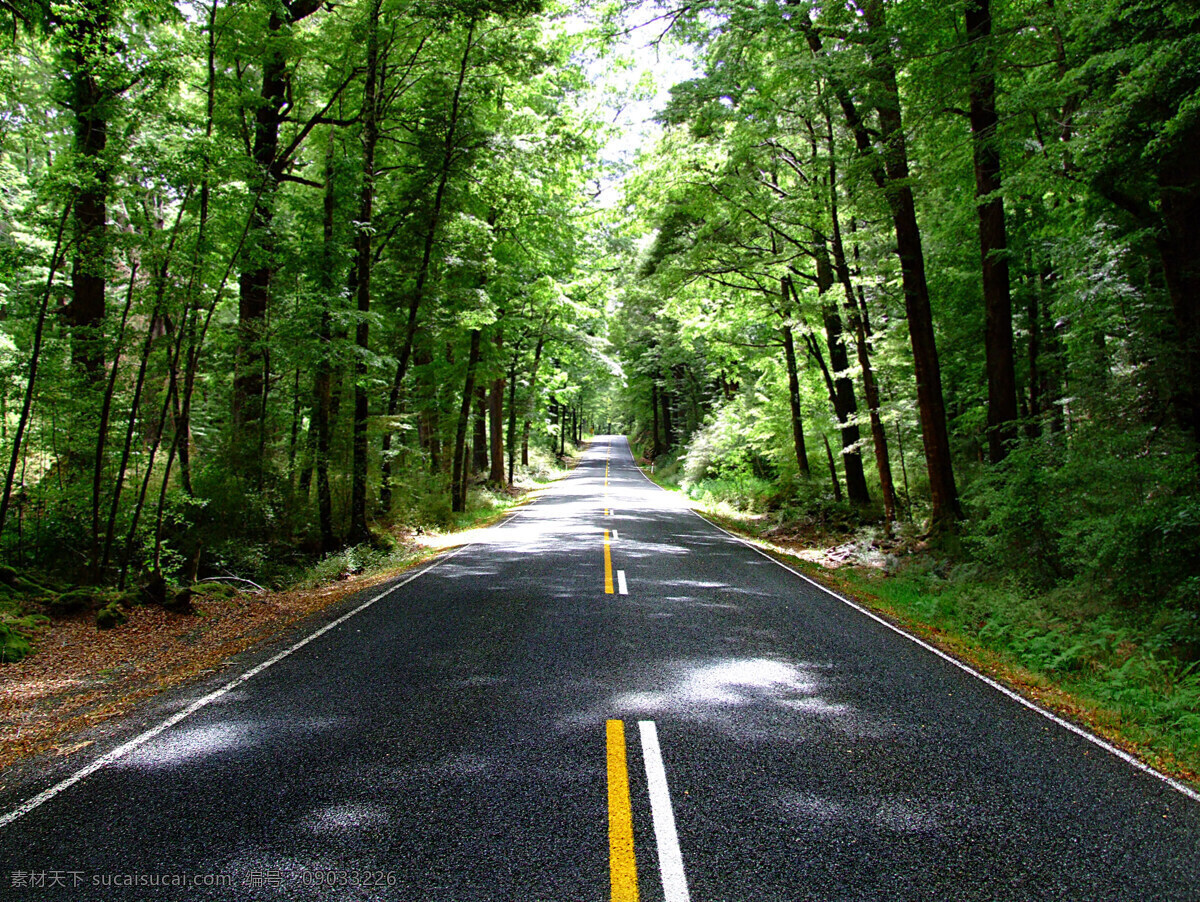 道路 小路 阳光 树林 自然景观 自然风景 风景 林荫 马路 公路 林荫公路 双向道 旅游摄影 国内旅游