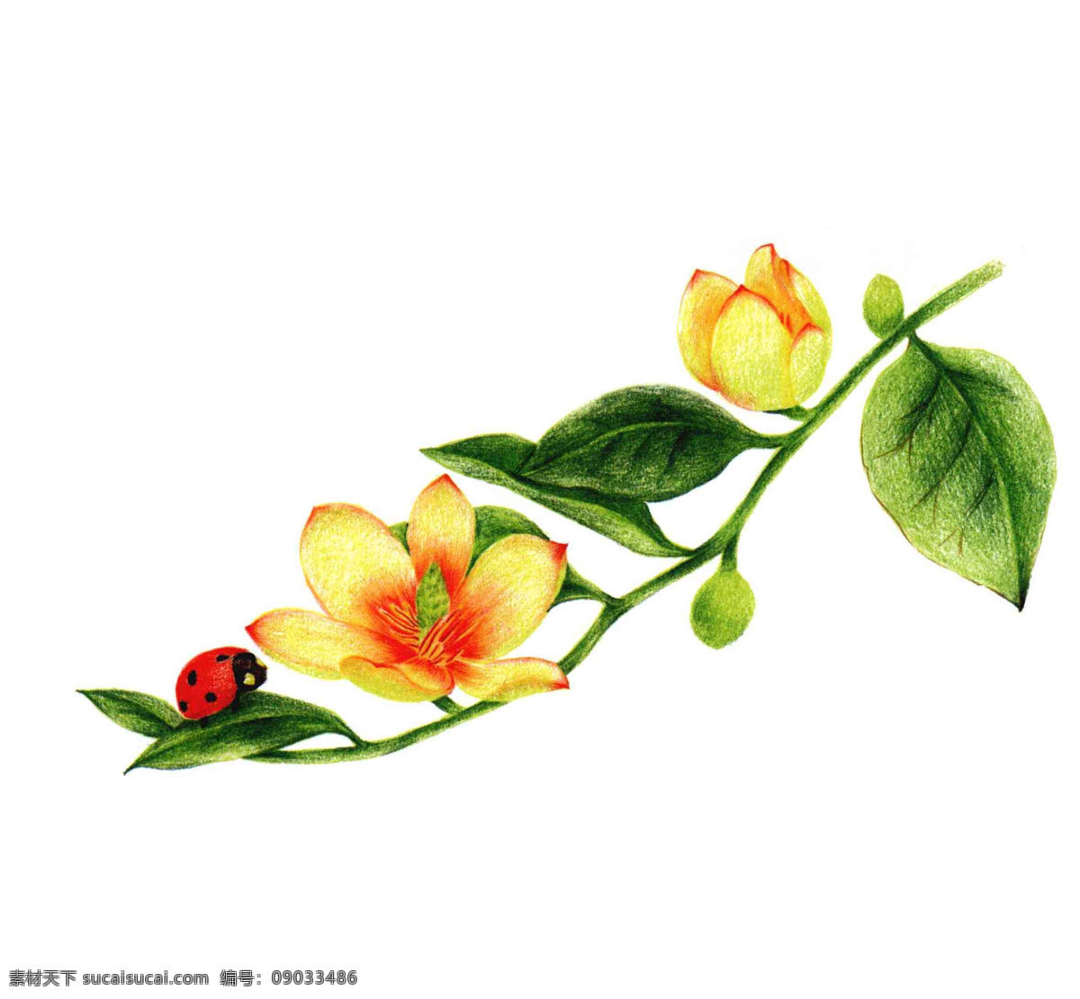 手绘花朵 彩铅 绘画 手绘 花朵 花卉 植物 生物世界 花草