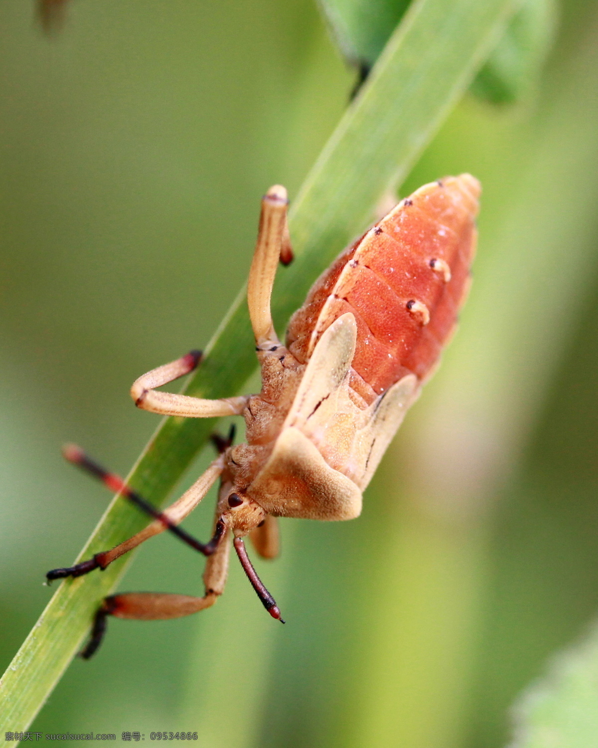 昆虫 虫子 红色虫子 绿叶 自然 爬虫 昆虫摄影图片 生物世界