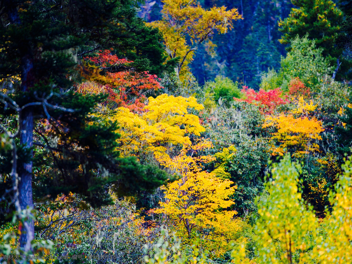 雅鲁藏布江大峡谷 雅鲁藏布 大峡谷 秋天美景 自然美景 鲜花摄影 秀丽景观 自然景观 山水风景