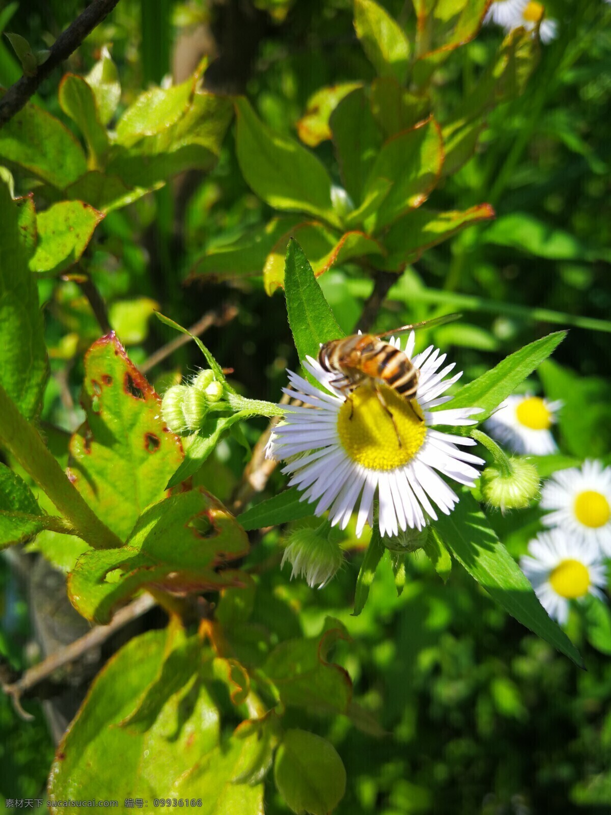 野菊花 蜜蜂 采花粉 自然景观 雏菊 旅游摄影 自然风景