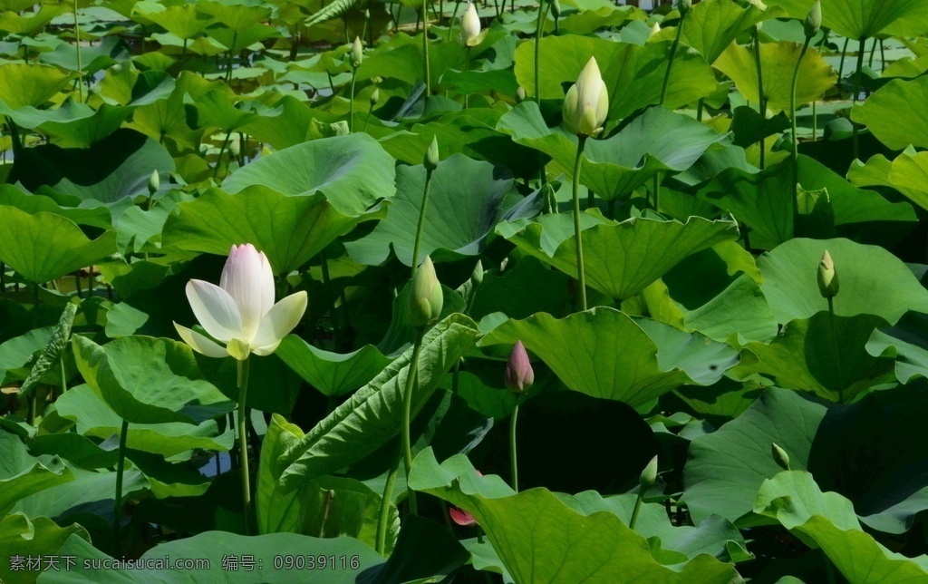 荷叶荷花 荷塘荷花荷叶 莲花池风景 花朵 花瓣 园林风景景 荷花 荷叶 荷塘 荷花摄影 园林 植物 花草 湖水 绿叶 荷花荷叶荷塘 生物世界