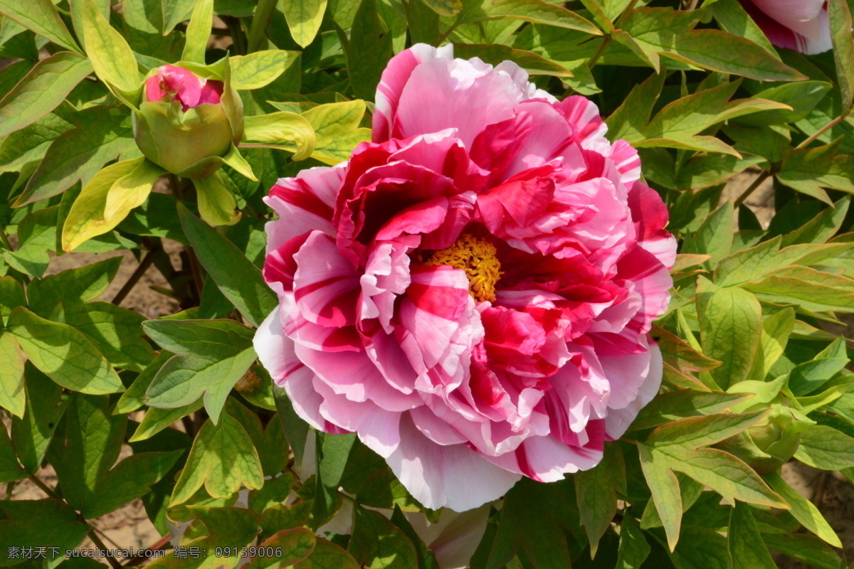 牡丹花 牡丹 观赏花卉 鼠姑 木芍药 百雨金 洛阳花 花朵 花瓣 花蕊 花卉 花儿 花草 植物 园林绿化 绿化景观 芍药牡丹 生物世界