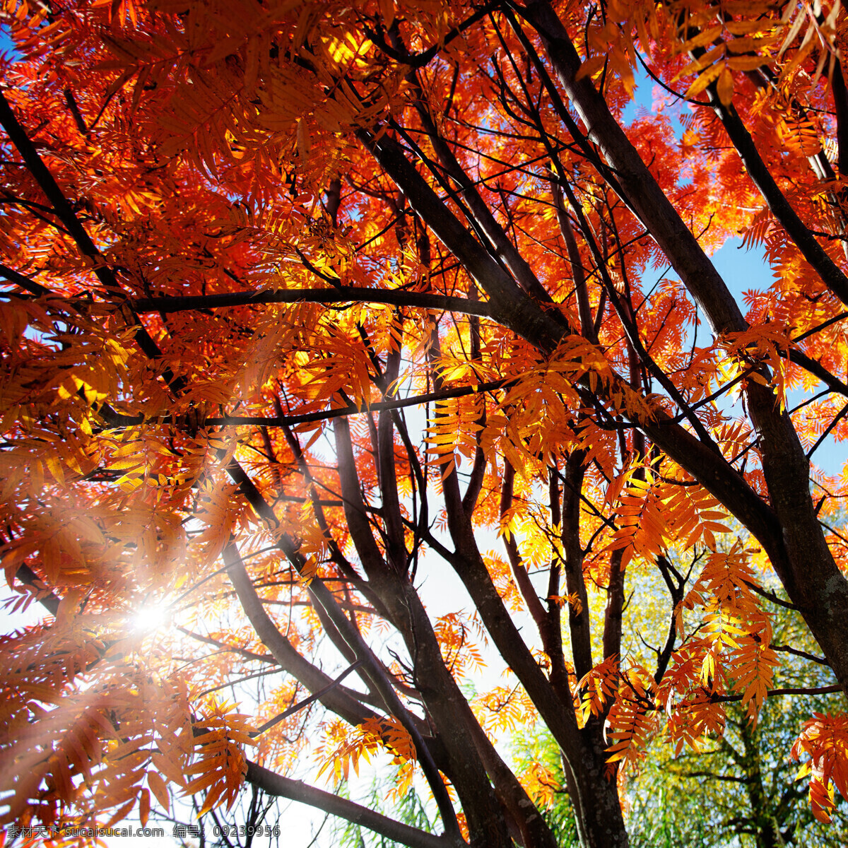 秋天 美景 阳光 光线 植物 树 红叶 山水风景 风景图片
