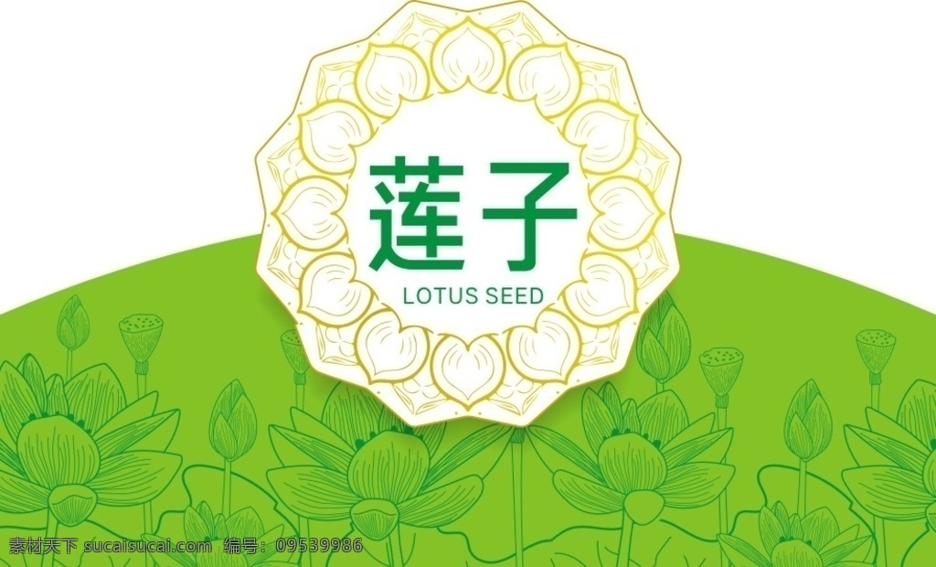 莲子 莲花 莲蓬 莲 线稿莲花 莲叶 特产
