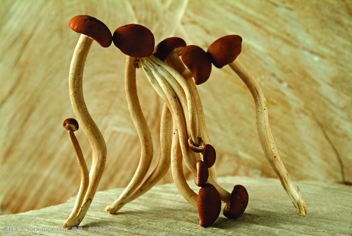 什锦 鲜 蔬 蔬菜 什锦鲜蔬 营养物 生物世界