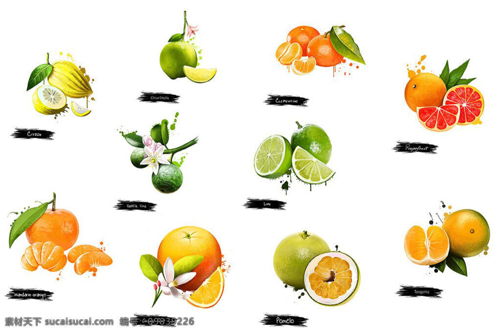 手绘 彩色 水果 集合 橙子 橘子