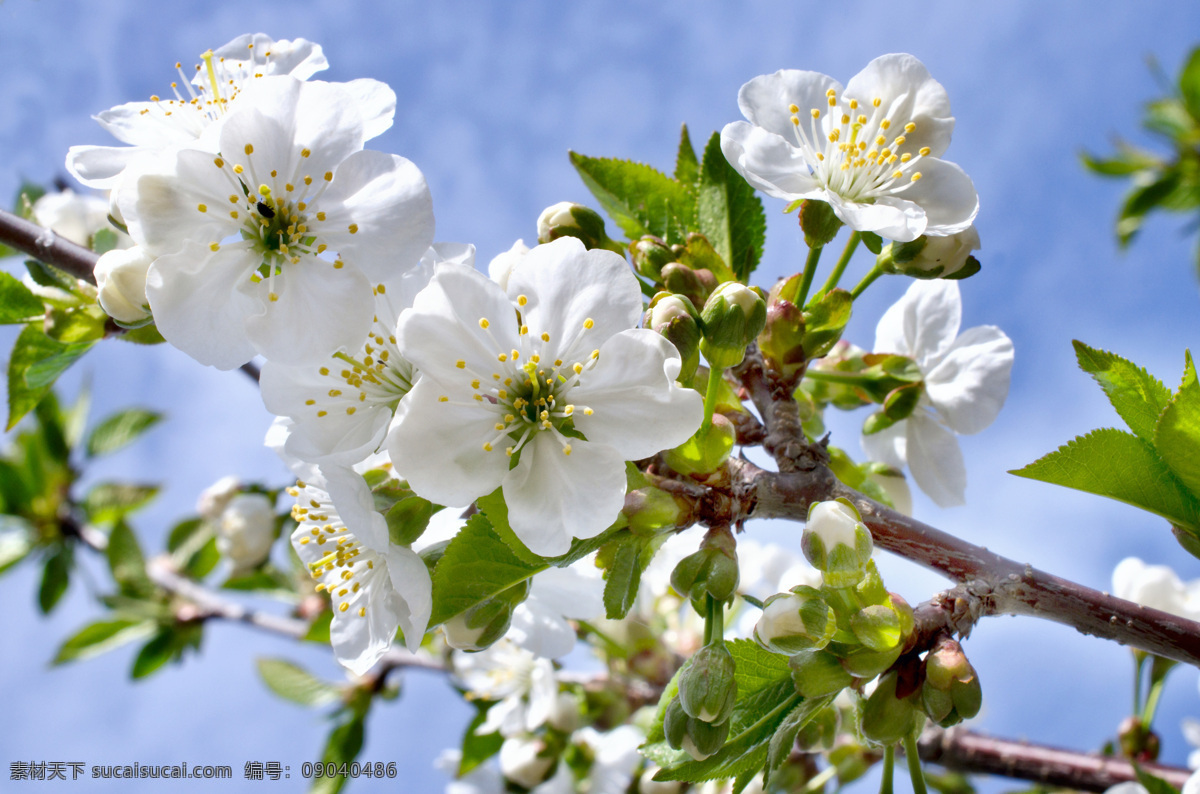 植物 花朵 花卉 鲜花 树枝上的桃花 花草树木 生物世界 白色
