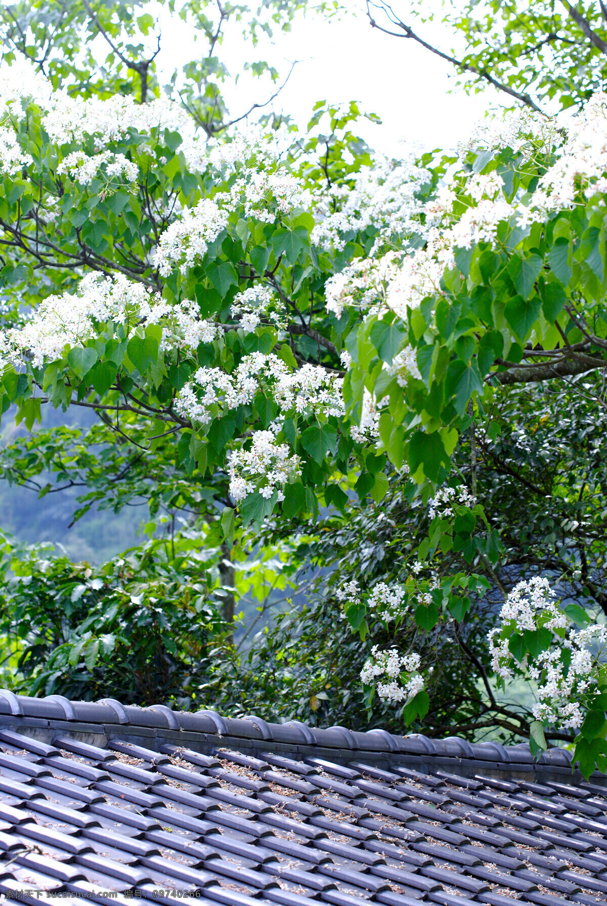 白色 純 淨 花 花朵 花卉 鲜花 白色純淨花 繁花似景 风景 生活 旅游餐饮