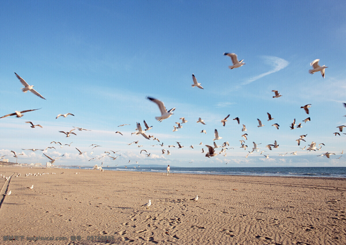 起飞 海鸥 大海 海滩 摄影图库 自然风景 自然景观 自然生活 起飞的海鸥 psd源文件