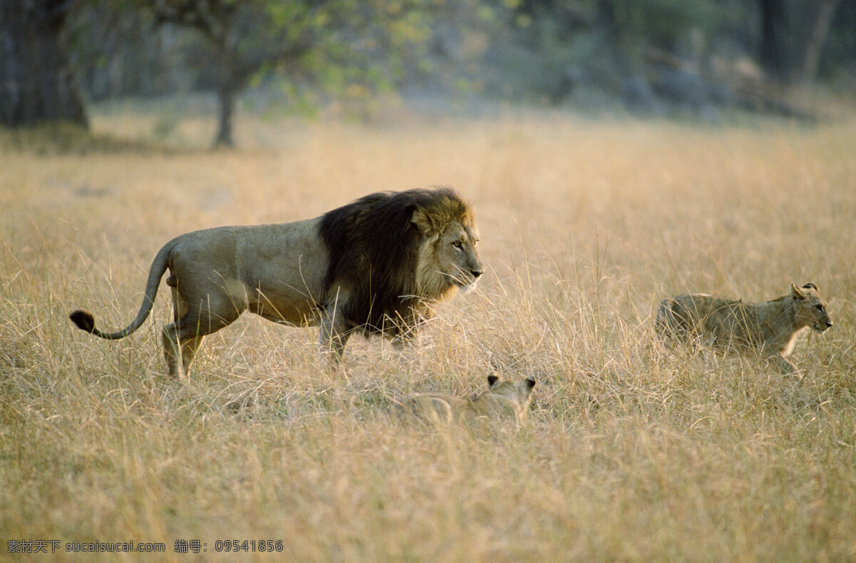 非洲 野生动物 狮子 非洲野生动物 动物世界 动物 jpg图片 生物世界 摄影图片 脯乳动物 猴子高清图片 猴子写真 小 大 猴子 枯黄的草地 陆地动物 灰色
