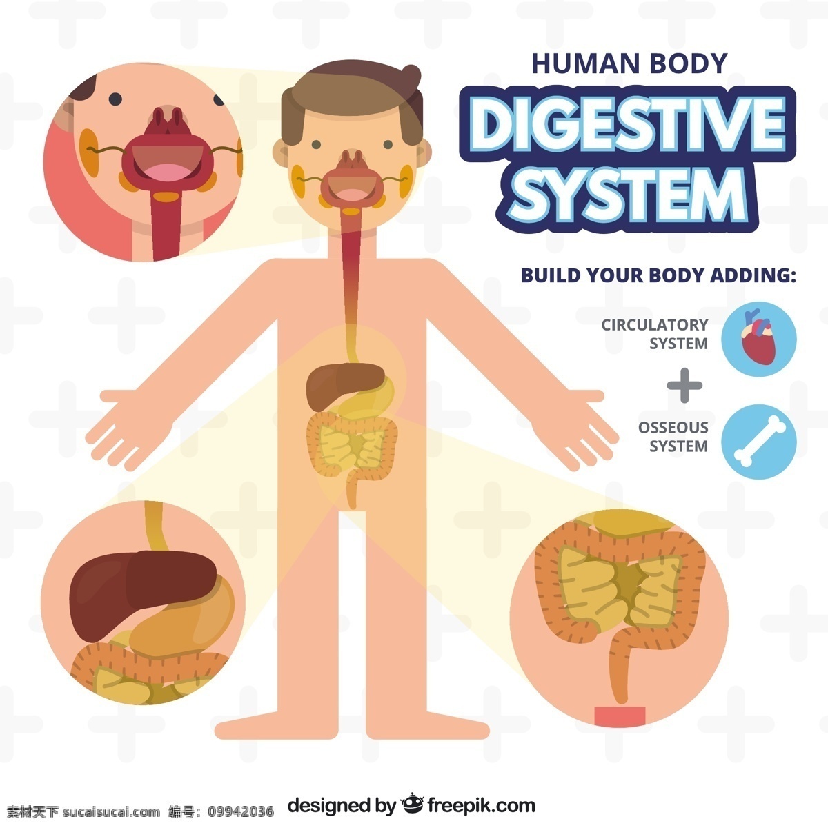 人体消化系统 心 人 模板 平板 医学 口腔 平面设计 人体 系统 骨骼 胃 部位 大 肝 体部 小肠 肠 消化道 白色