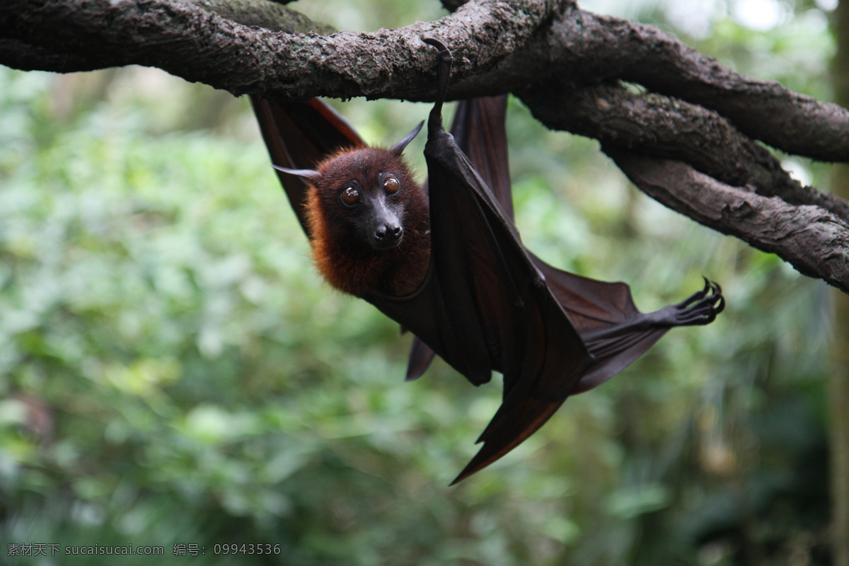 蝙蝠动物 陆地动物 生物世界 飞鸟 哺乳动物 万圣节 高清图片 夜晚 树枝 野生动物