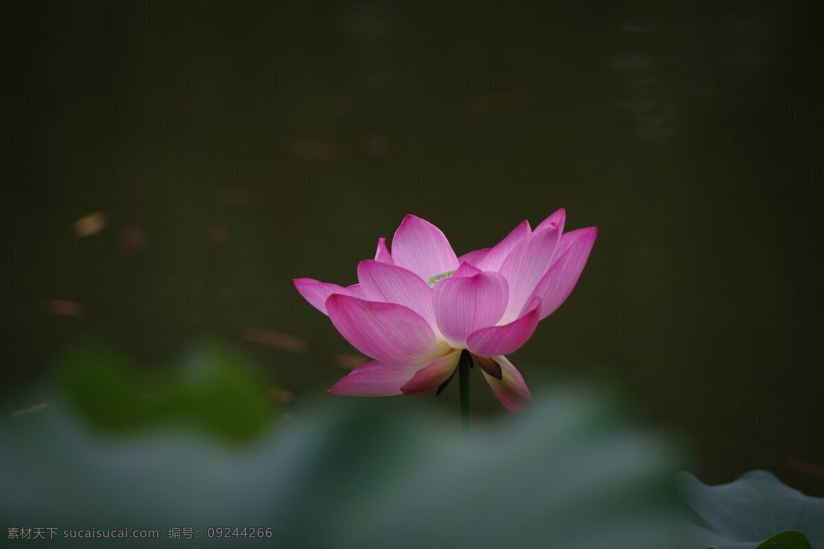 鲜艳 粉色 荷花 高清 花卉 花朵 鲜花 粉花