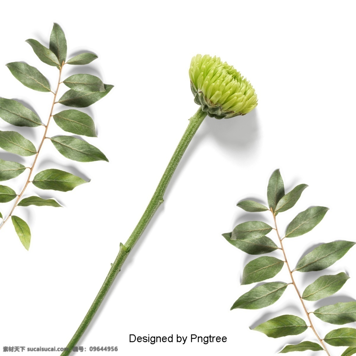美丽 鲜花 花瓣 束 花 花束 花叶 枝 新鲜 盛开 菊花