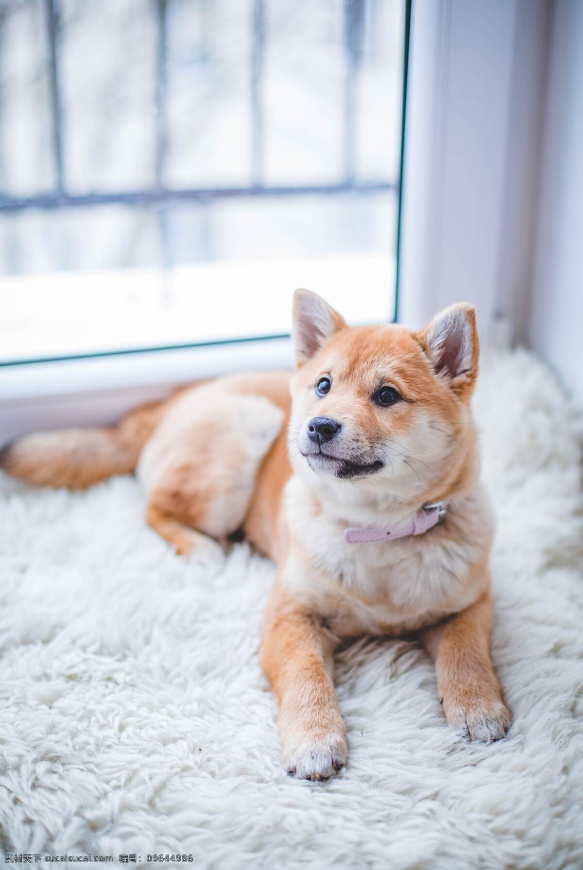 柴犬 宠物狗 萌宠 壁纸 可爱 宠物 生物世界 其他生物