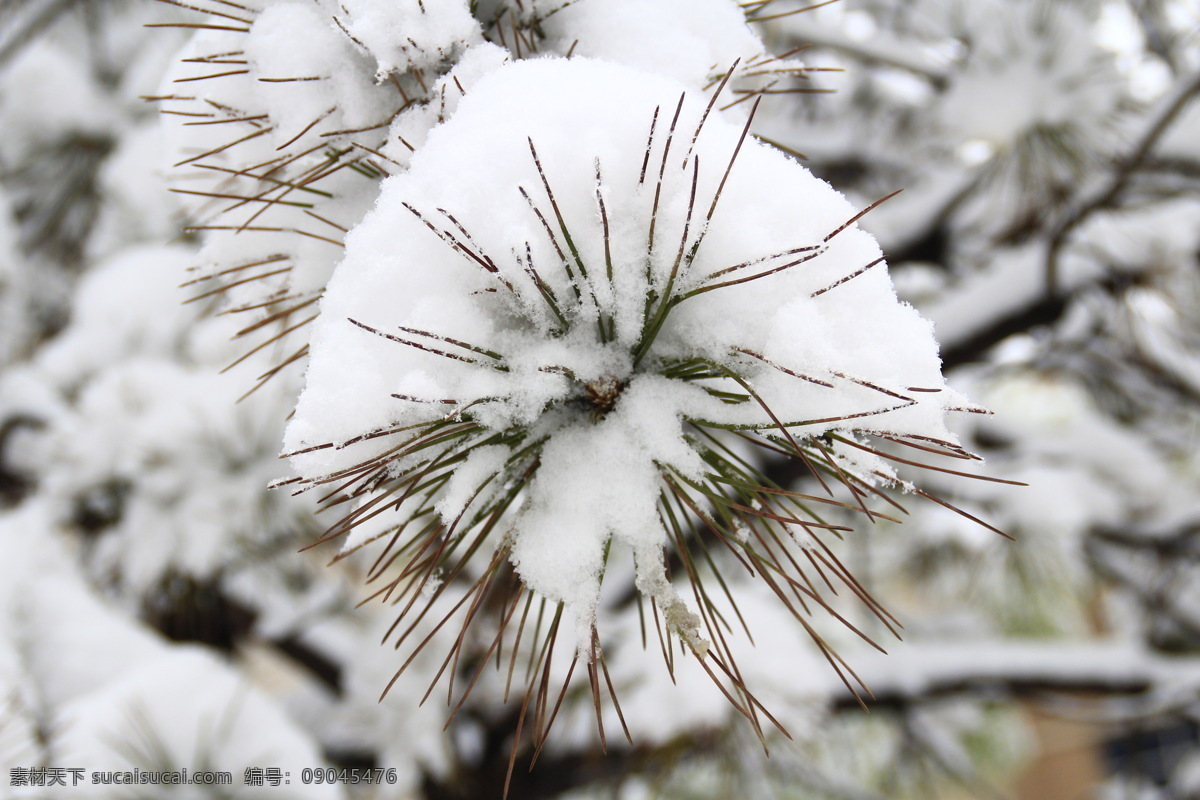 春天 雪 美景 生物世界 树木树叶 雪景 春天的雪 雪中绿色 春雪 psd源文件