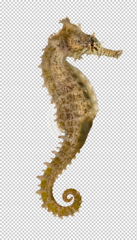 海底世界 斑斓鱼 海底 海洋馆 观赏鱼 鱼类 海鱼 海马 生物世界
