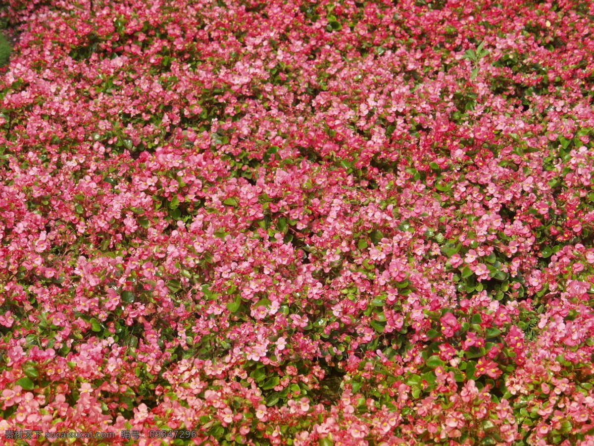 花床 花贴图 自然风光 flowerbeds 四季海棠 花草 生物世界