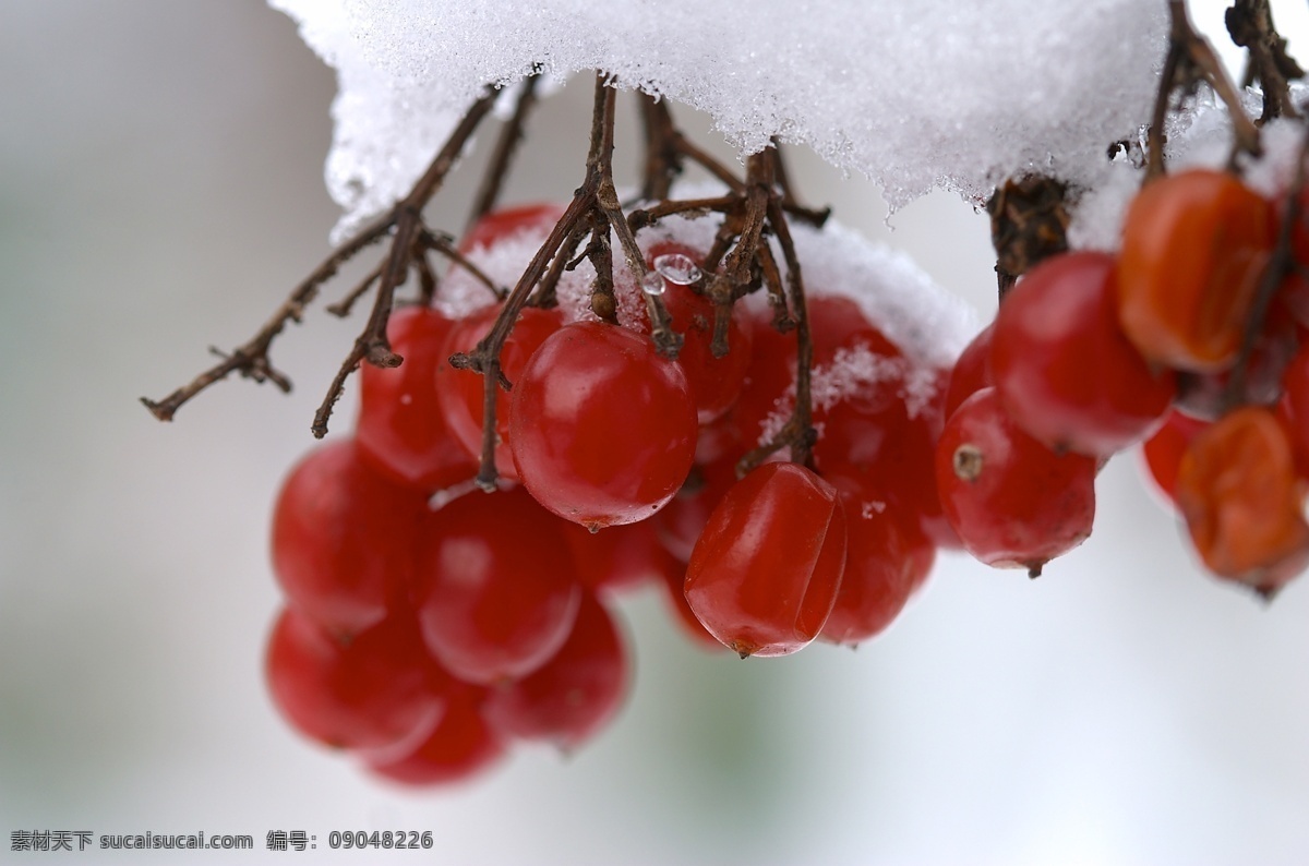 水果与白雪 冬天雪景 冬季 美丽风景 美丽雪景 白雪 积雪 风景摄影 水果 果实 自然风景 自然景观 灰色