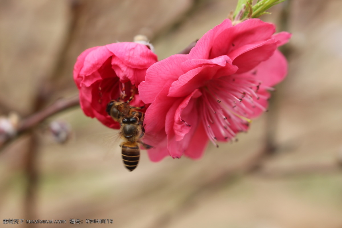 桃花 开花 春天 花朵 桃花运 花瓣 桃花园 微距摄影 蜜蜂 花草 生物世界 红色
