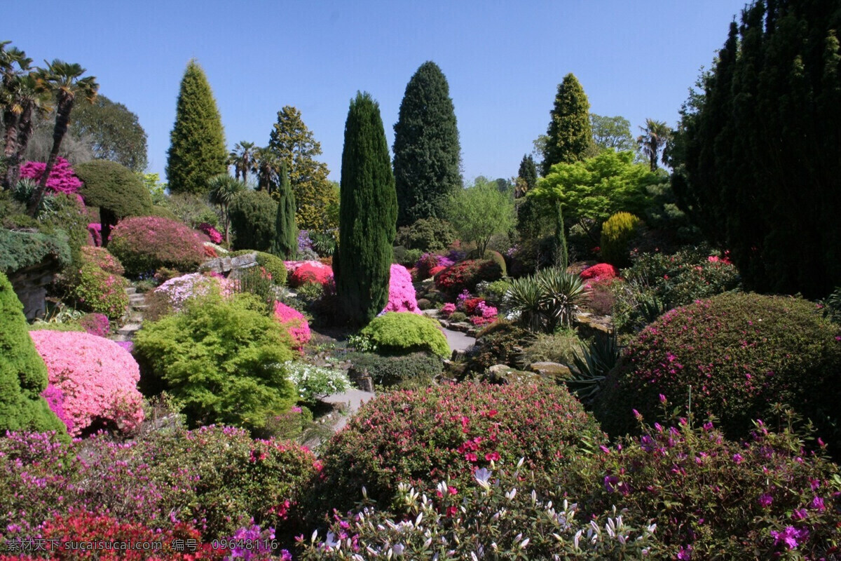 杜鹃花境 杜鹃 花境 园林景观 常见 植物 花草 生物世界