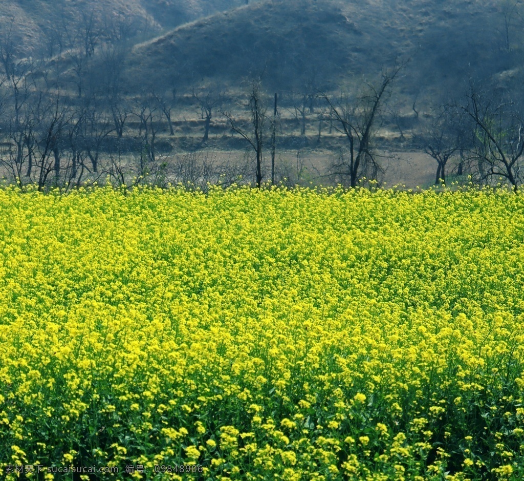 油菜花 小山村 美丽 风景 高清 自然景观 自然风景