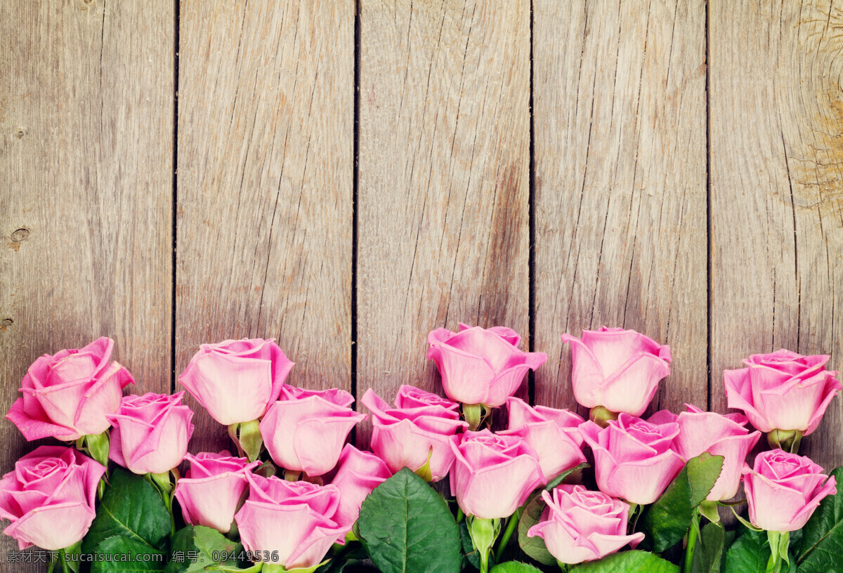 情人节玫瑰 唯美 植物 自然 木板 鲜花 花 花朵 花卉 玫瑰 玫瑰花 浪漫 梦幻 爱情 情人节 粉红玫瑰 粉嫩 粉色 礼物 贺卡 文化艺术 节日庆祝