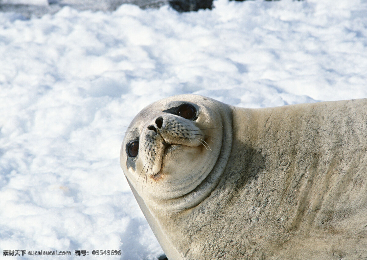 雪地上的海狮 动物世界 生物世界 雪地 白雪 海豹 海狮 水中生物 白色