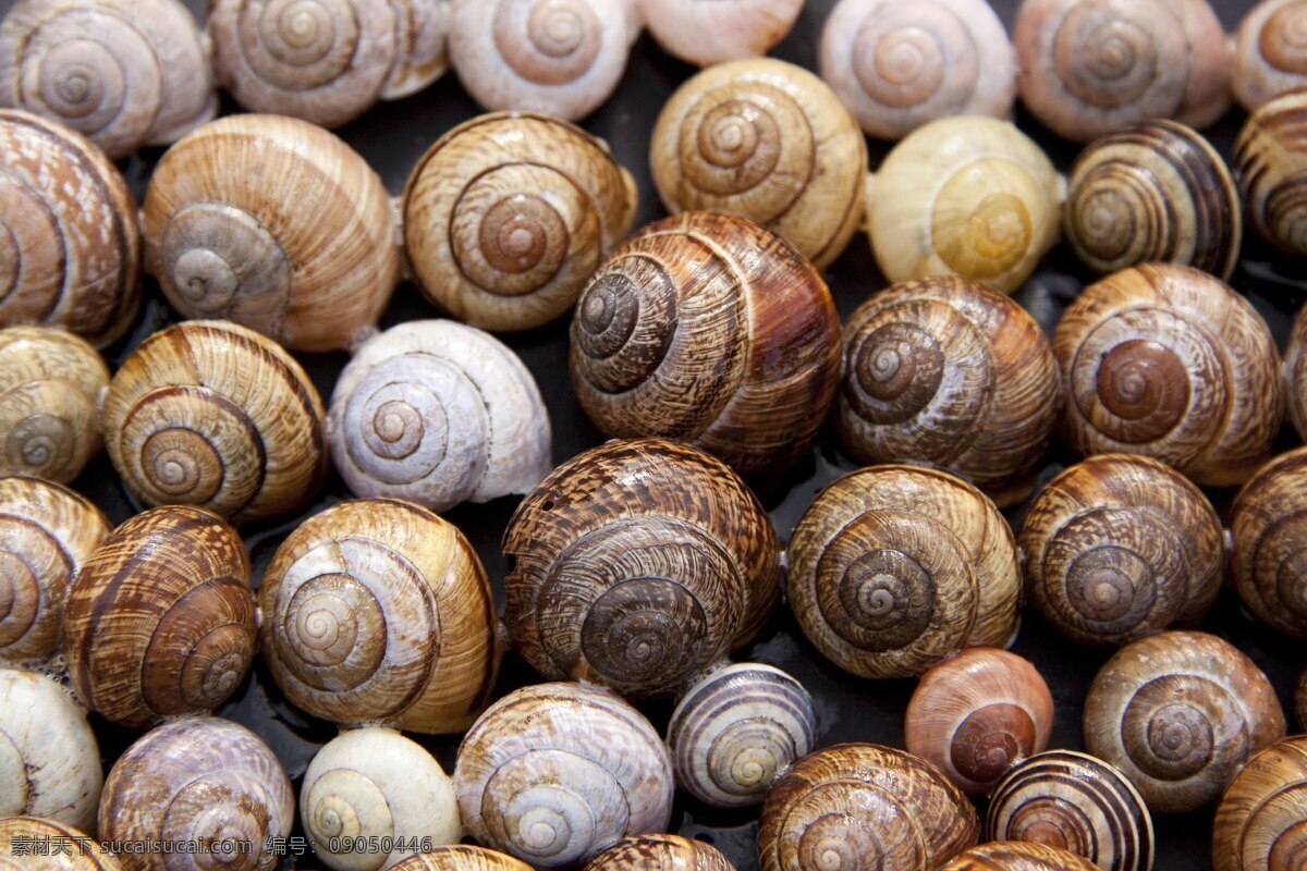 蜗牛外壳 蜗牛壳 外壳 软壳 排列 动物 爬行动物 生物世界 昆虫