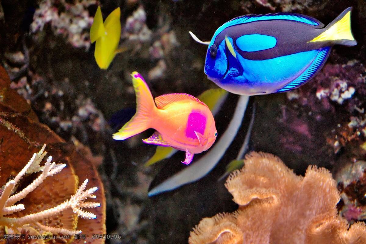 海洋生物 鱼群 海底世界 海洋馆 海鱼 海水 深海 海底 水族 鱼类 生物世界 高清图片 水中生物 黑色