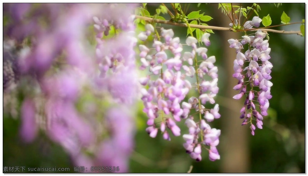 紫藤萝 视频 高清视频素材 视频素材 动态视频素材 花朵 紫色