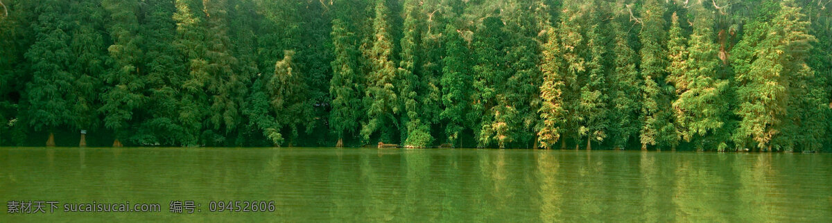 杉树 树林 绿水 绿林 自然 绿 自然景观 自然风景