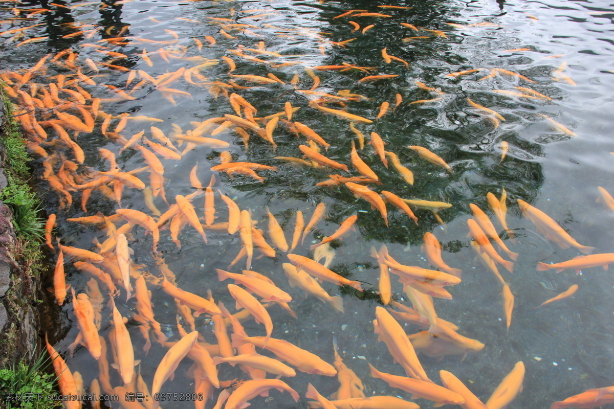 三文鱼 鱼水情 鱼类 生物世界