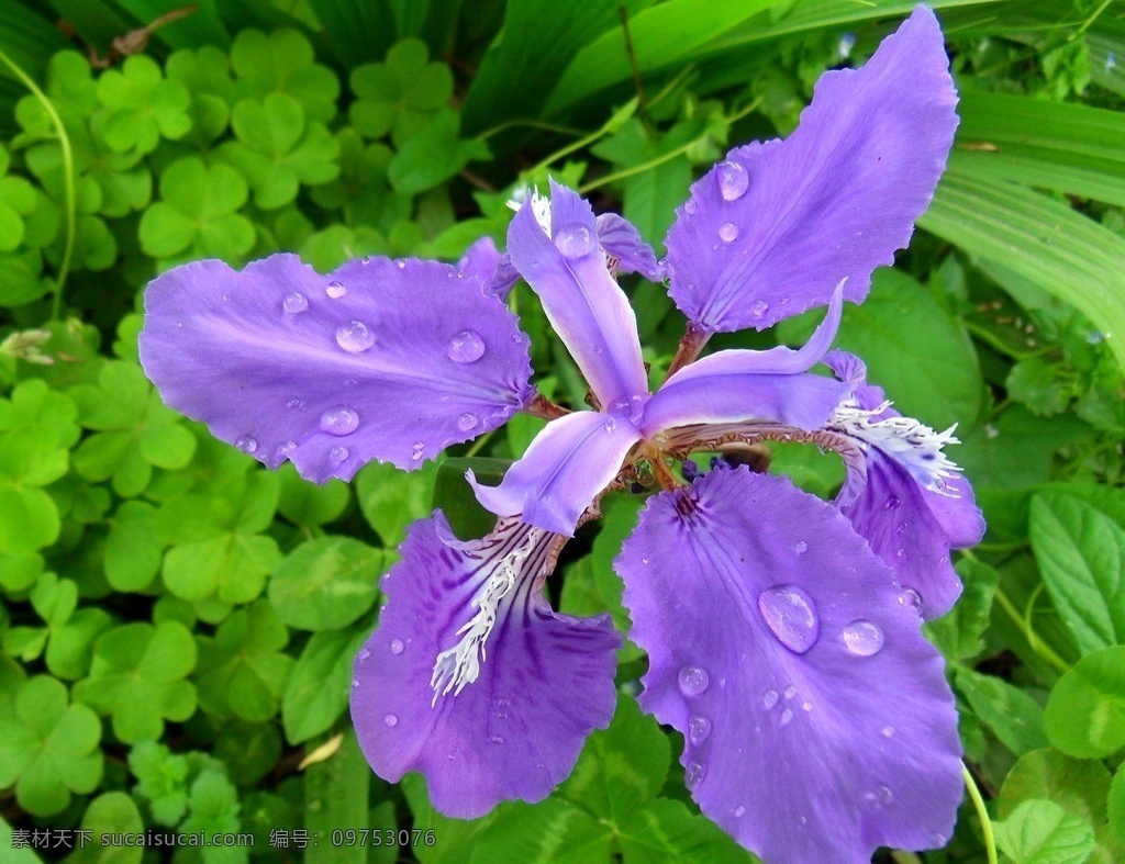 马兰花 紫色花 绿叶 草花 花草 花卉 水珠 生物世界