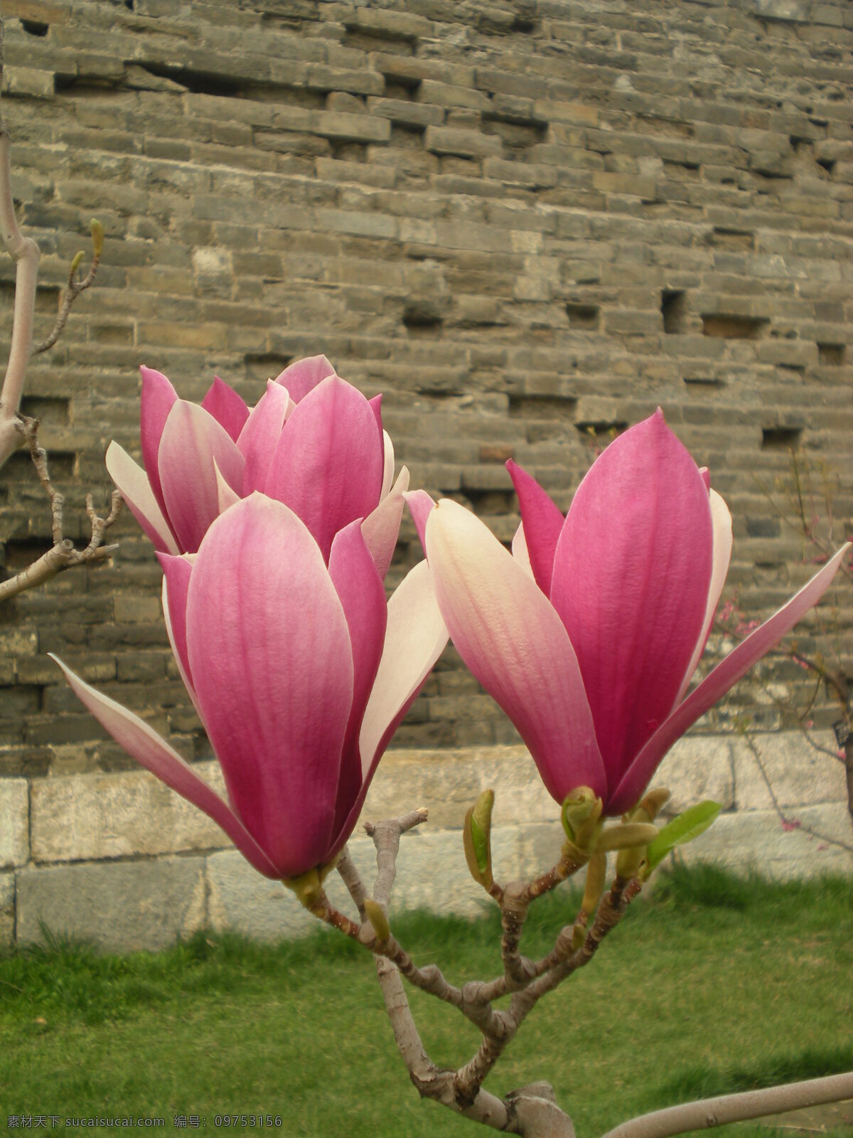 红玉兰花 花草 生物世界