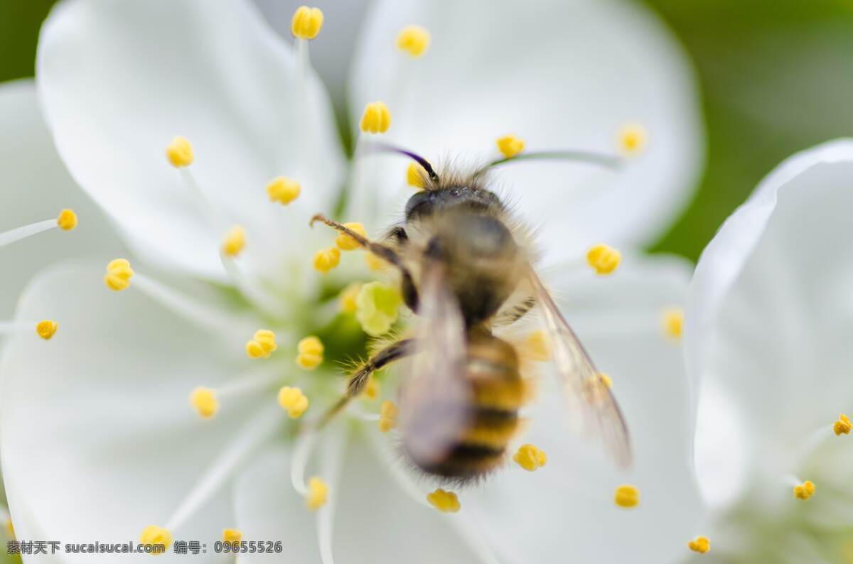 蜜蜂采蜜 蜜蜂 采蜜 花 海报 生物世界 花草 自然景观 自然风景