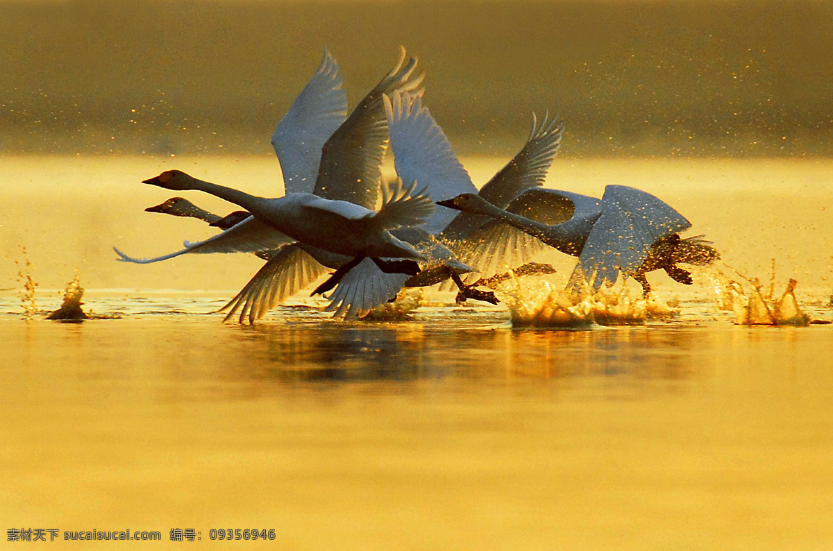 鄱阳湖 候鸟 迁徙 生态 大自然 湖面 湖水 旅游 风光 飞鸟 山水风景 自然景观