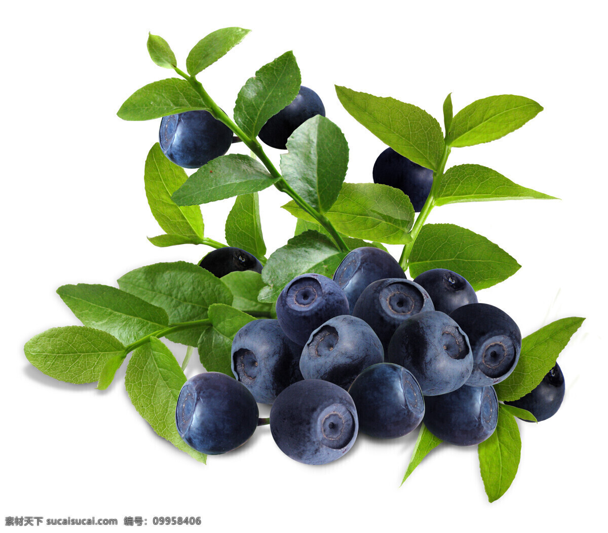 高丛蓝莓图片 蓝莓 高丛 蓝色 绿叶 食品 水果 生物世界