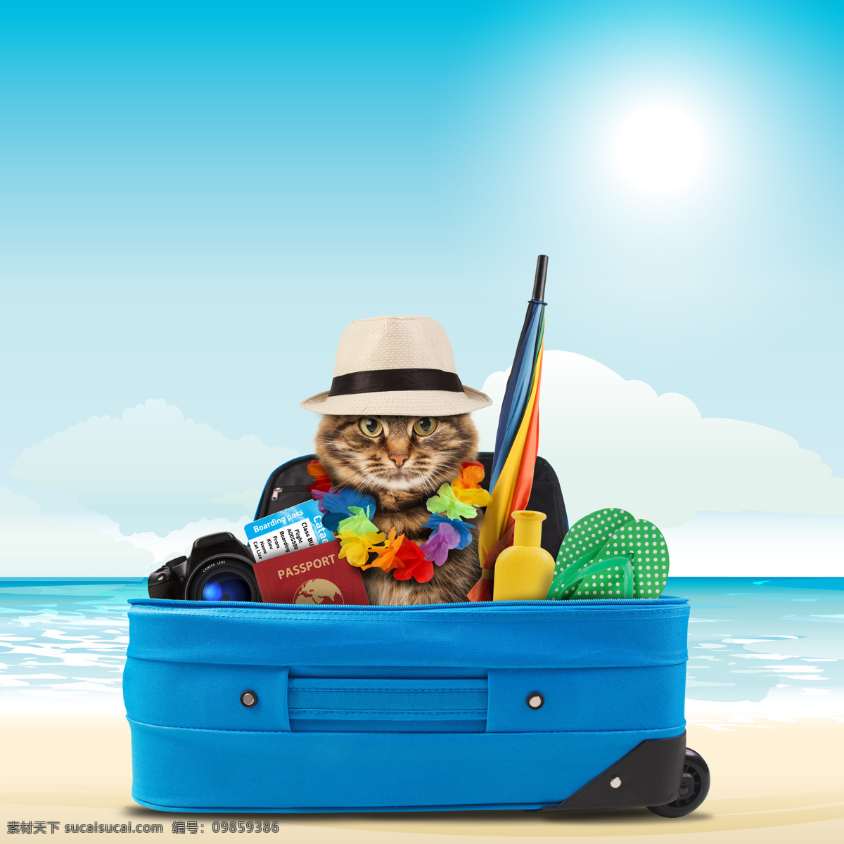 出国旅游 小猫 大海 海边 旅游箱 猫咪 宠物 猫科动物 野生动物 动物世界 陆地动物 生物世界 青色 天蓝色