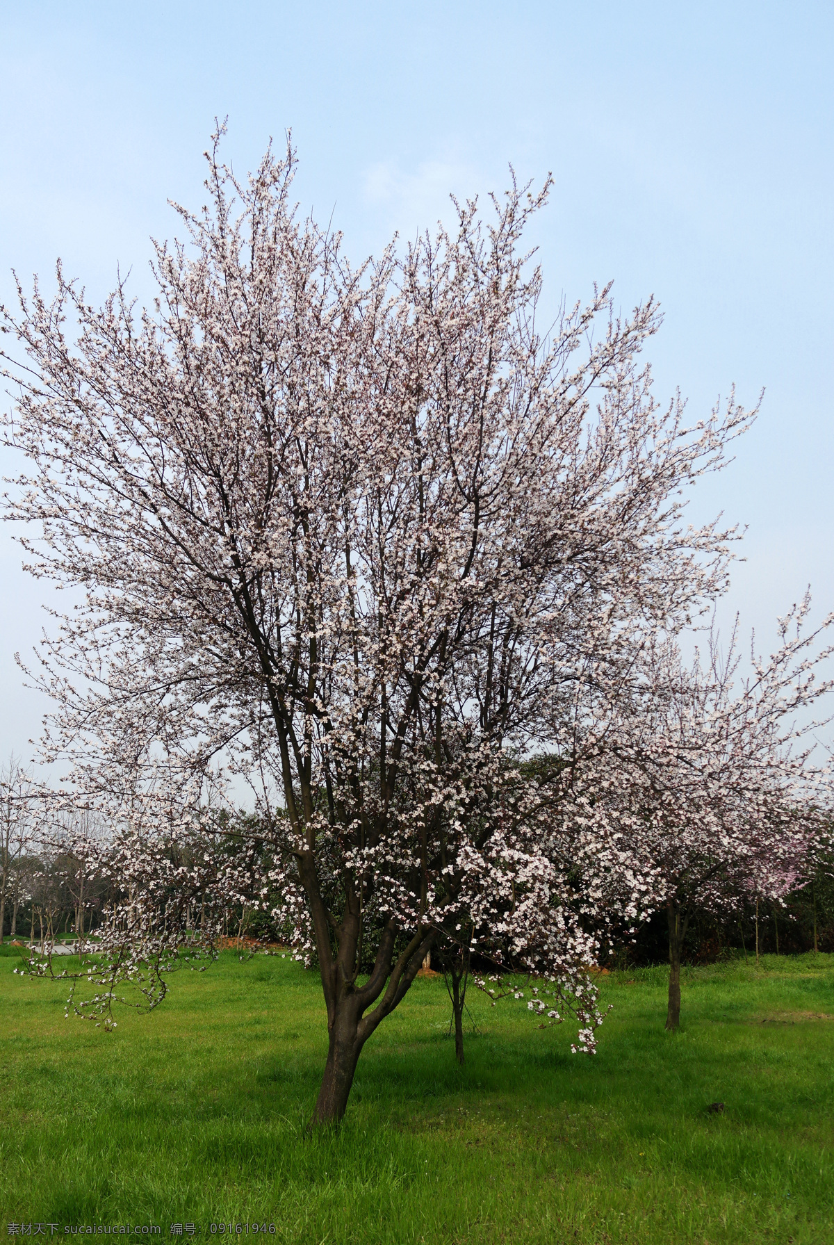 樱花 蓝天 花朵 花枝 花瓣 花树 樱花树 日本樱花 樱花林 樱花园 花园 樱花展 草坪 草地 公园 生物世界 花草