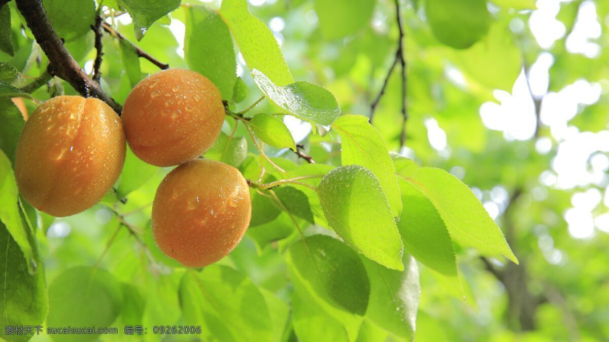 黄桃图片 黄桃 水果 维生素 营养 食物 绿色 植物 环境 自然 阳光 生物世界