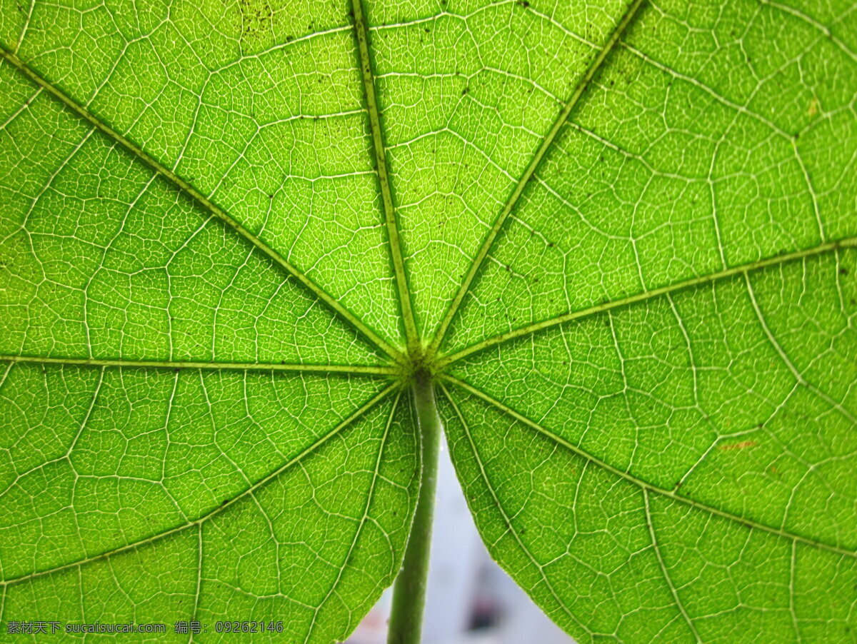 树叶子 健康 绿色 树叶 叶脉 经脉 明显 生物世界