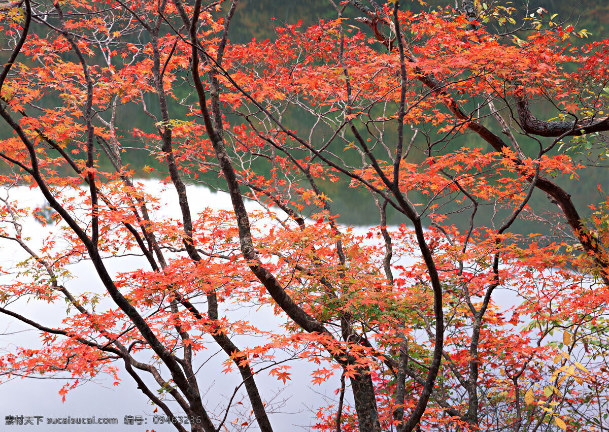 枫叶树林 晨雾 村庄 风景 风景背景 风景画 河流 湖泊 湖景 湖面 湖畔 山水风景 山峰 山水背景 山水风光 山坡 绿色背景 绿叶 绿草地 绿树 树木 树木大树 山林 森林 森林风景 森林公园 森林背景 景色 山景 秋天风景 自然风景 自然风光 自然景色 雾气 雾中的山 梯田 湖水风景 蓝天白云 花纹背景 花瓣 花草 花卉 花藤 蓝天草地 蓝天大海 野外 野外风景 夕阳风景 溪水 装饰素材 山水风景画