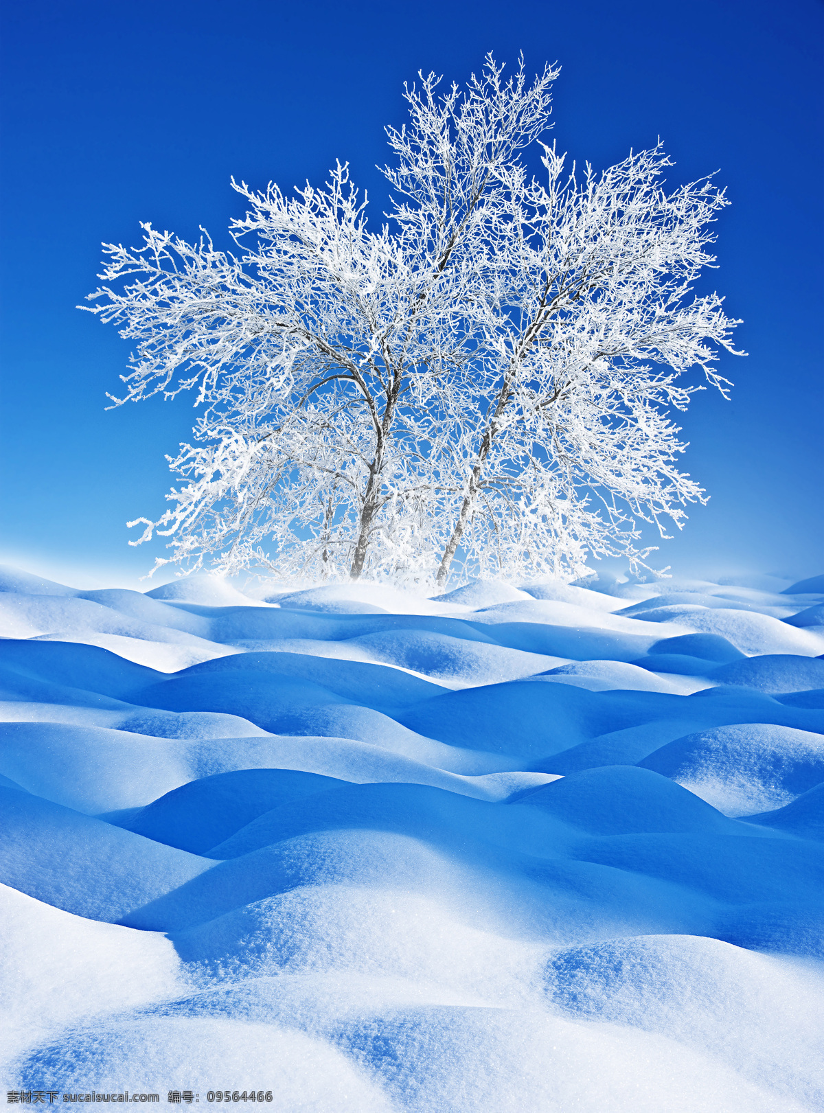 冬季 雪景 松树 枝雪 松冰柱 雪花 积雪 积雪背景 冬季风景 冬季美景 雪天 冬季雾凇 自然景观 自然风景