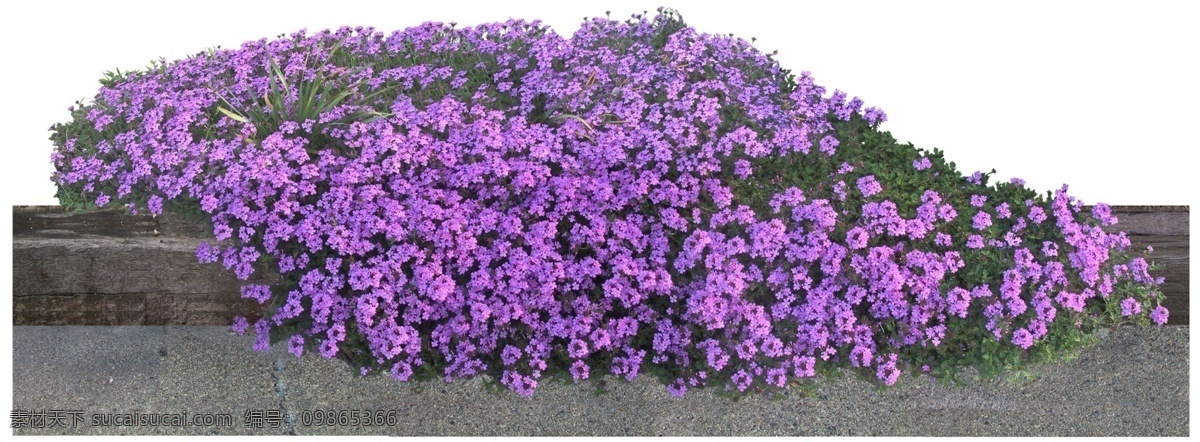 紫色 城市设计 绿化带 效果图 3d后期 3d贴图 公园 花草 花丛 花坛设计 楼盘效果图 绿色植物 室外效果图 小区效果图 效果图后期 去背景 免抠 园林 园艺 装饰素材 园林景观设计